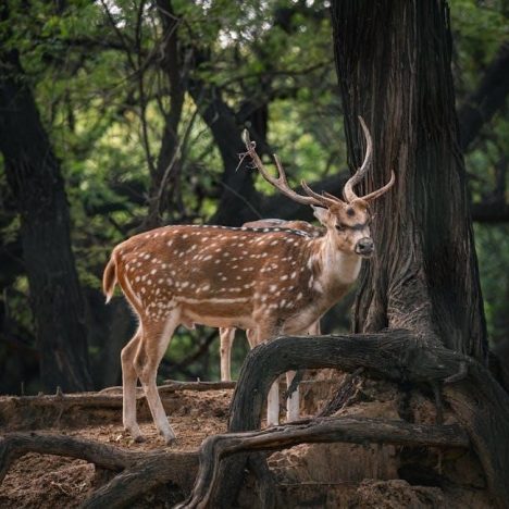 neca manual of labor units pdf free